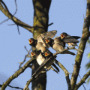 Croatia - Birdwatching Croatia