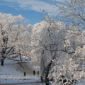 A Latvian winter