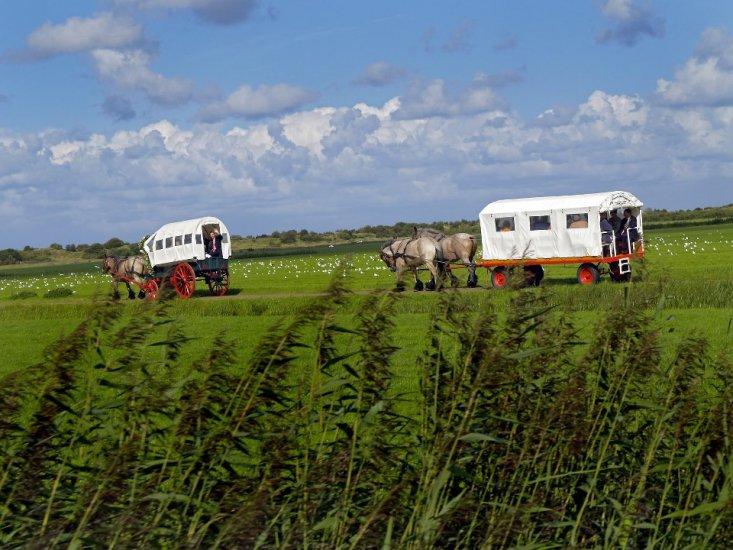 Covered Wagon Rides