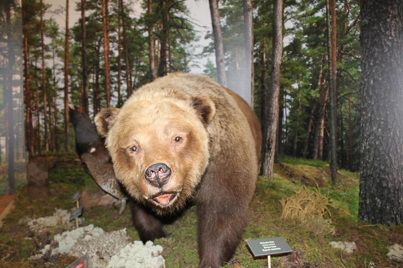 Natural History Museum of Latvia