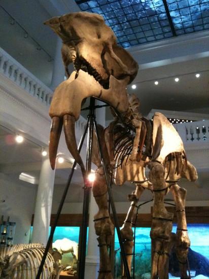 Grigore Antipa Museum of Natural History