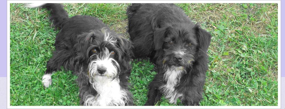 Beautiful Dogs