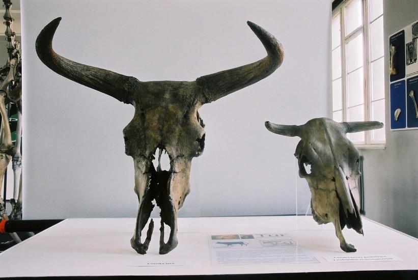 Natural History Museum