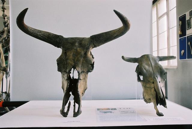 Natural History Museum