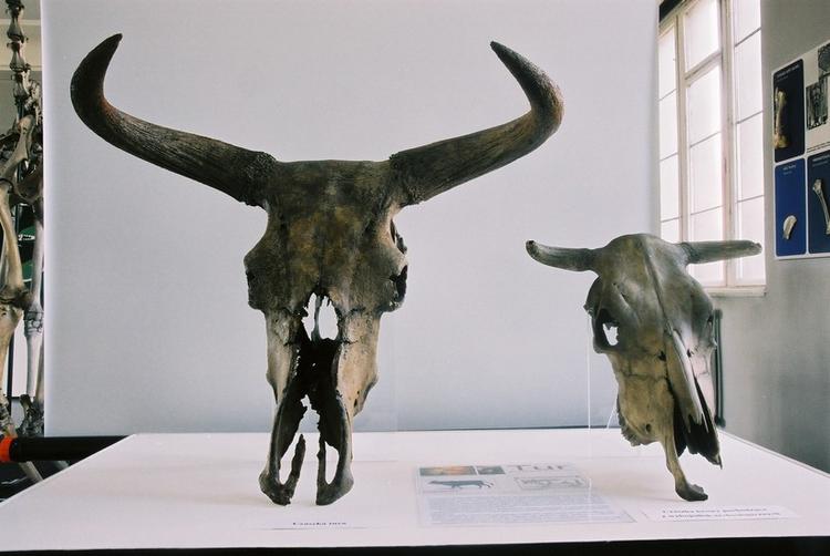 Natural History Museum