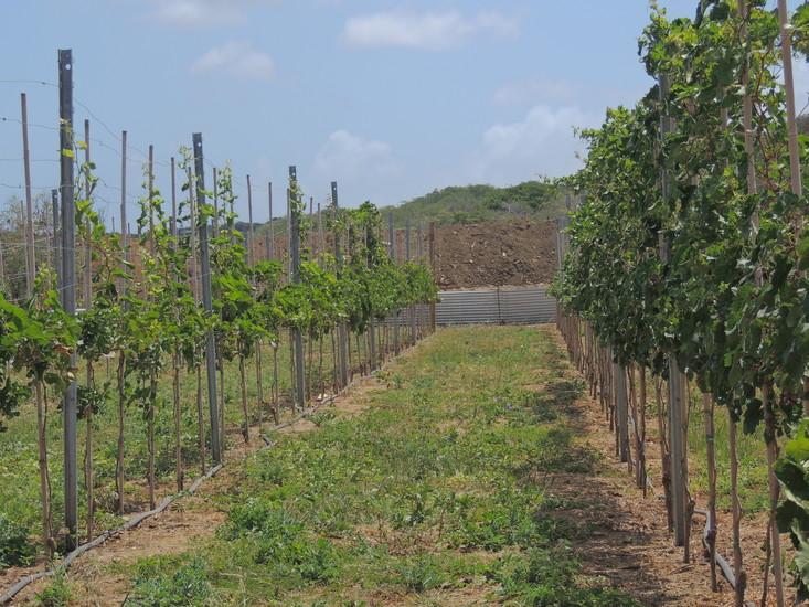 Curacao Winery