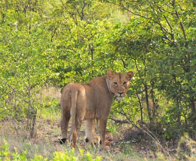 Visiting Kruger National Park
