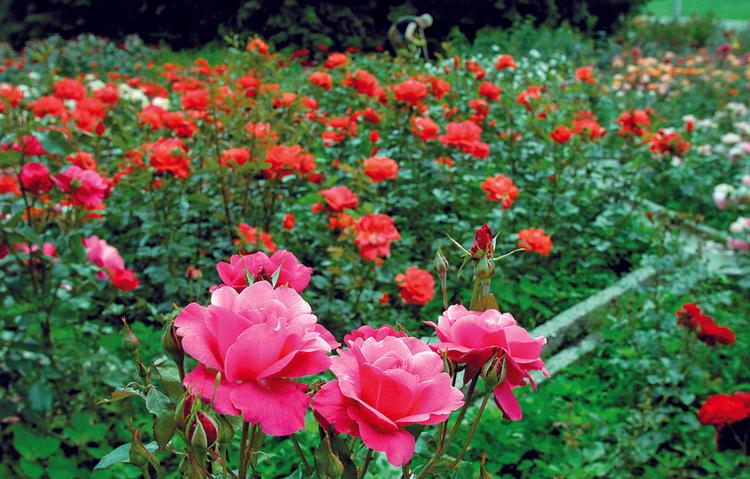 Rosarium