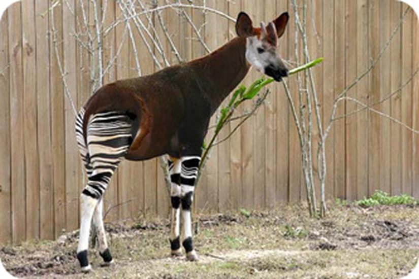 Pretoria Zoo