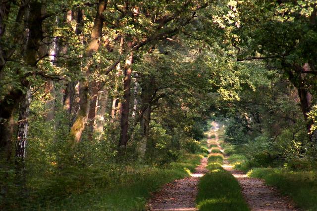 Niepołomice Forest