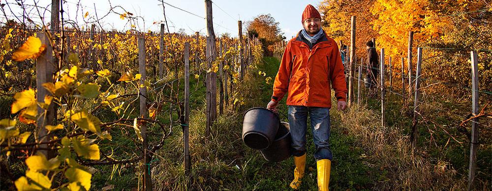 Weinbau Buschenschank Obermann