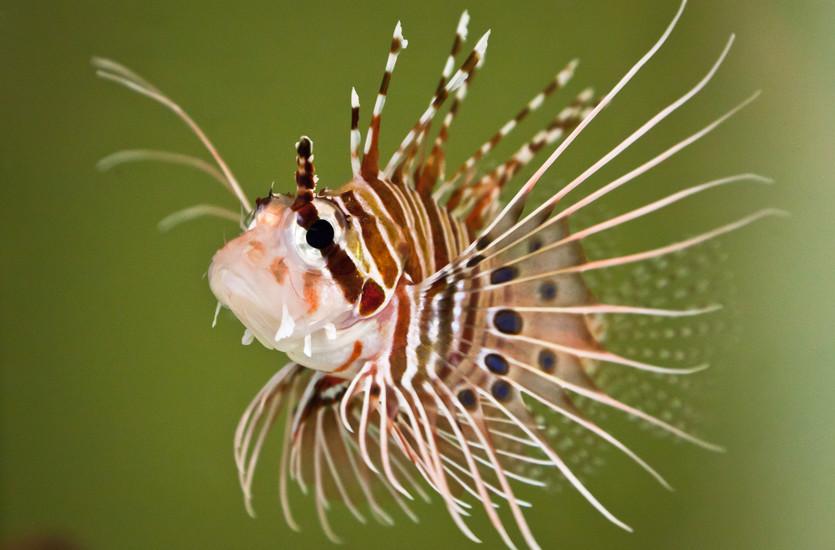 Lithuanian Sea Museum