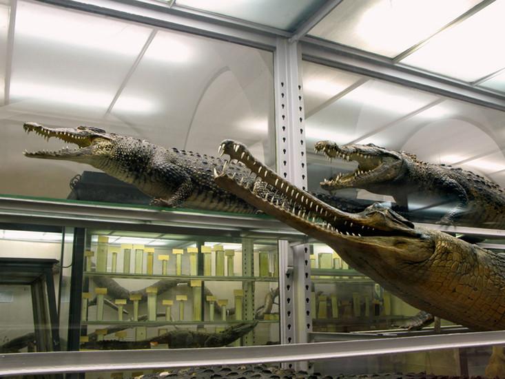 Zoological museum
