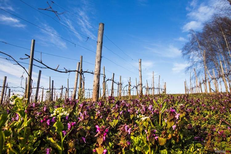 Stec Family Vineyard
