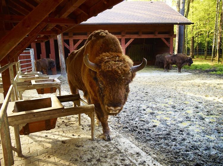 Polish Bison Farm