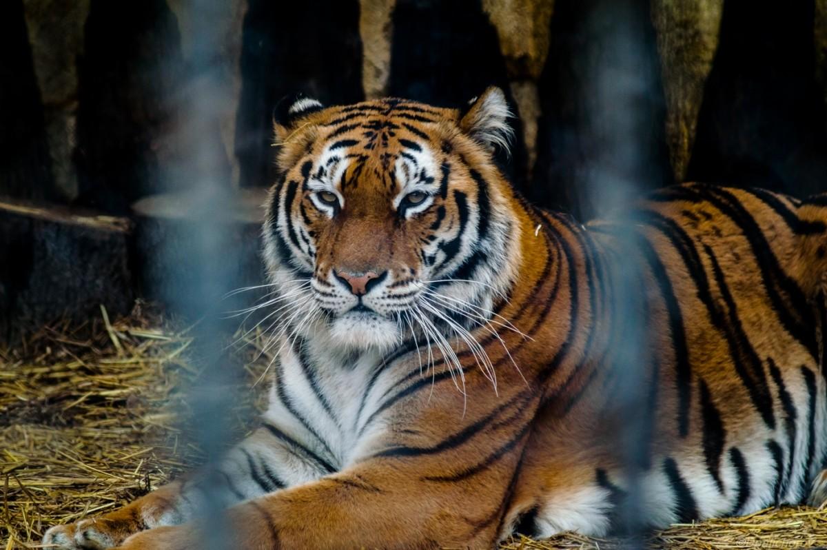 Varna Zoo
