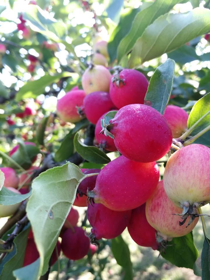 Klaipėda University Botanical Garden