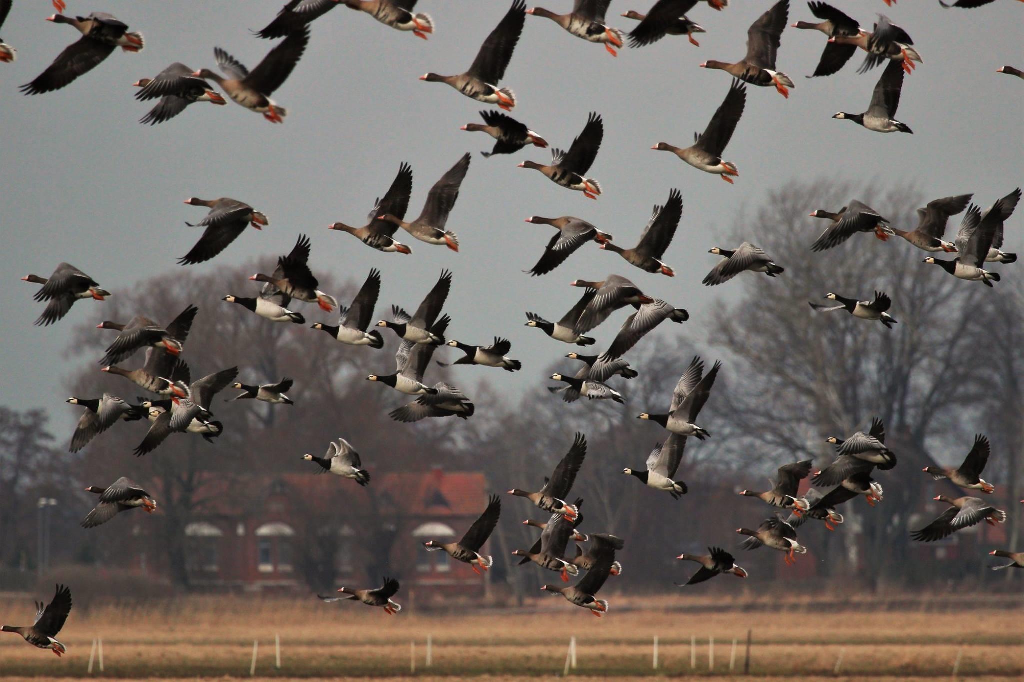 Nemunas Delta Regional Park