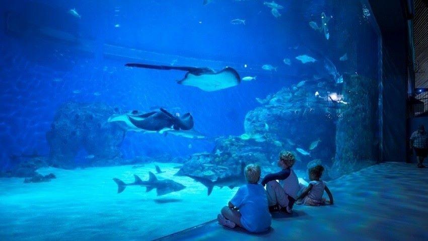 National Aquarium Denmark Den Blå Planet