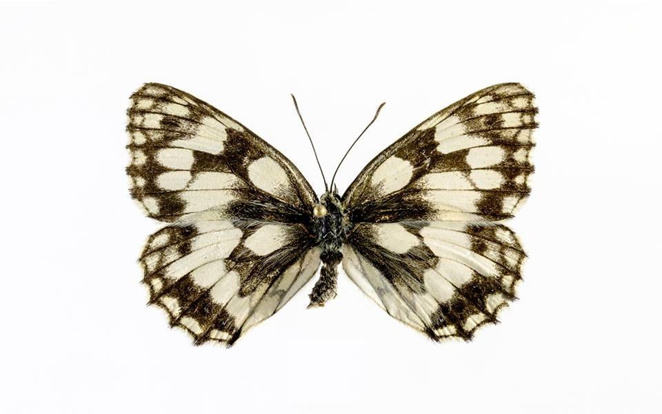 Tadas Ivanauskas Zoological Museum