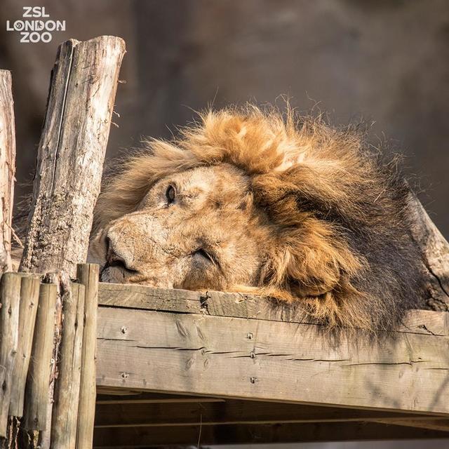 London Zoo