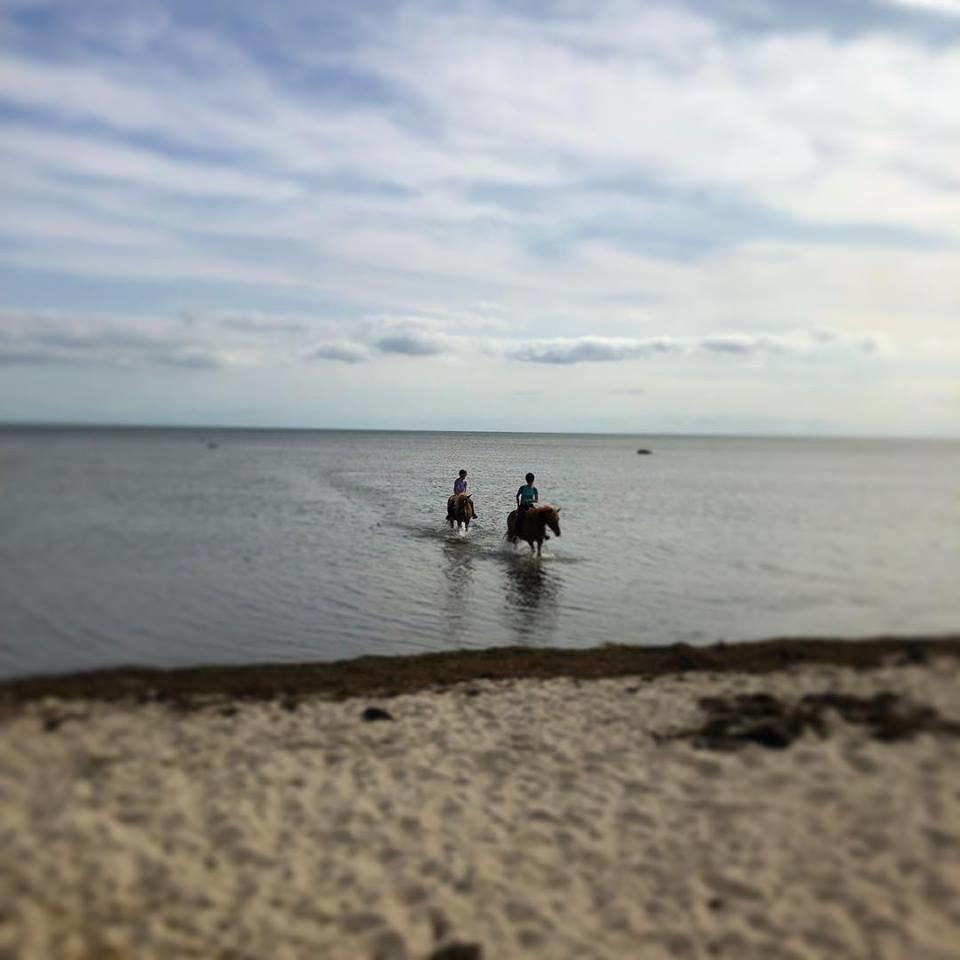 Copenhagen Horseback Riding
