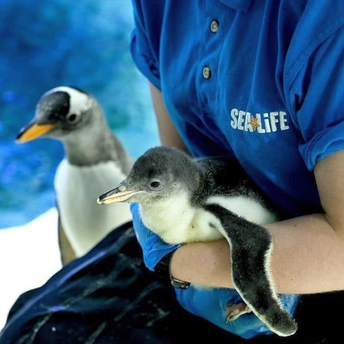 Sea Life Centre