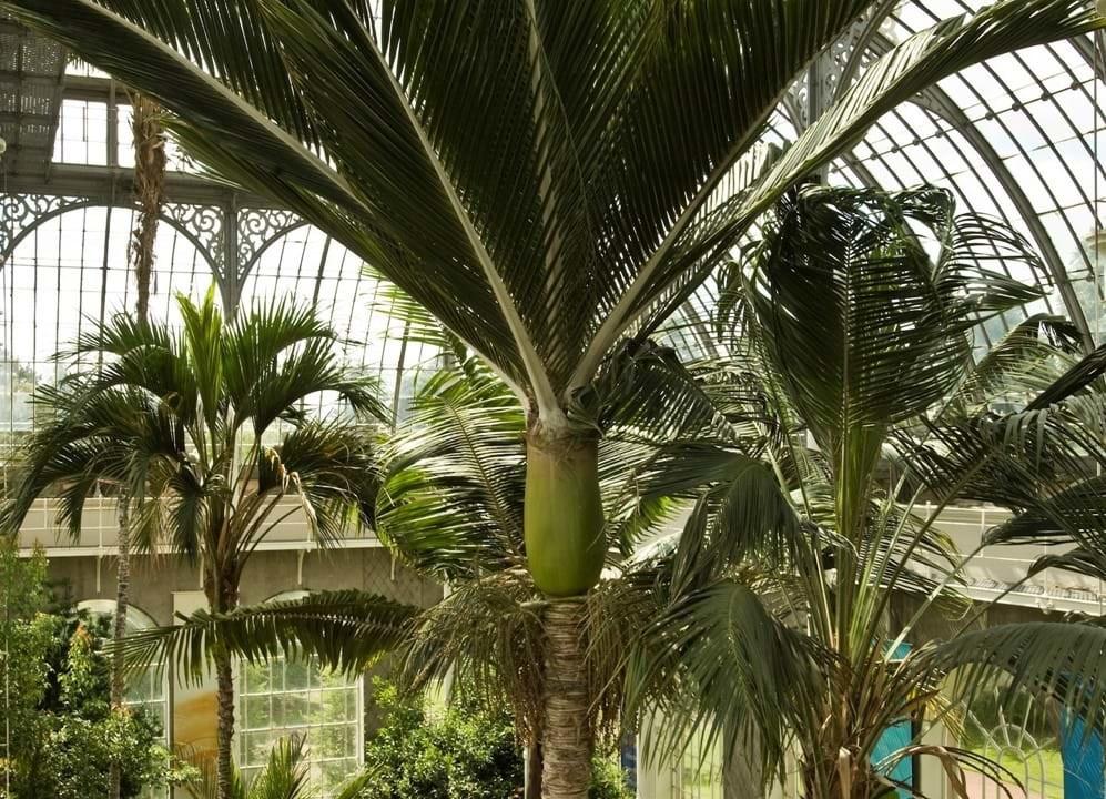 Royal Botanic Garden