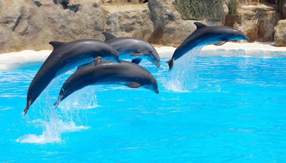 Dolphin Watching Tours