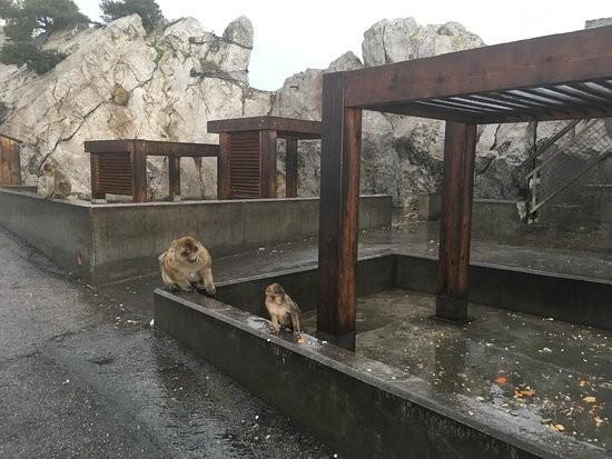 Apes' Den