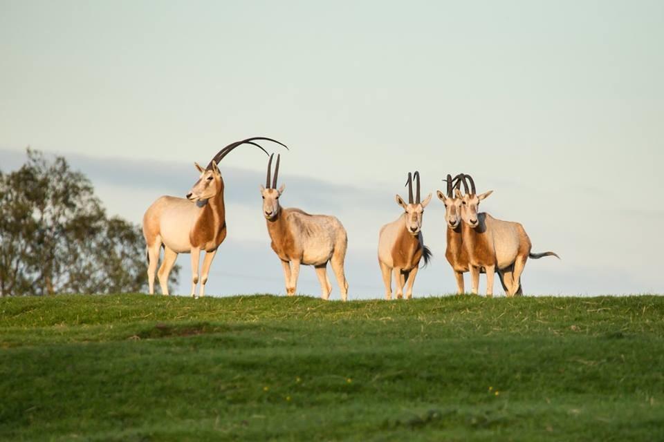 Knowsley Safari Park