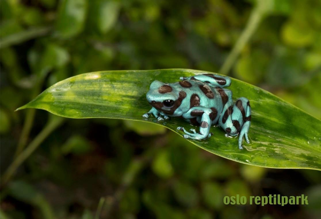 Oslo Reptile Park