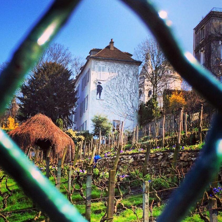 Paris’ secret vineyards