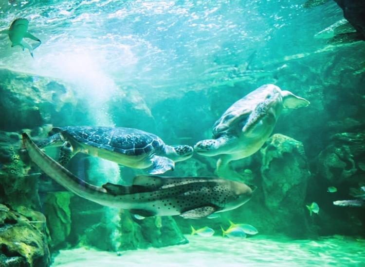 SeaLife Centre
