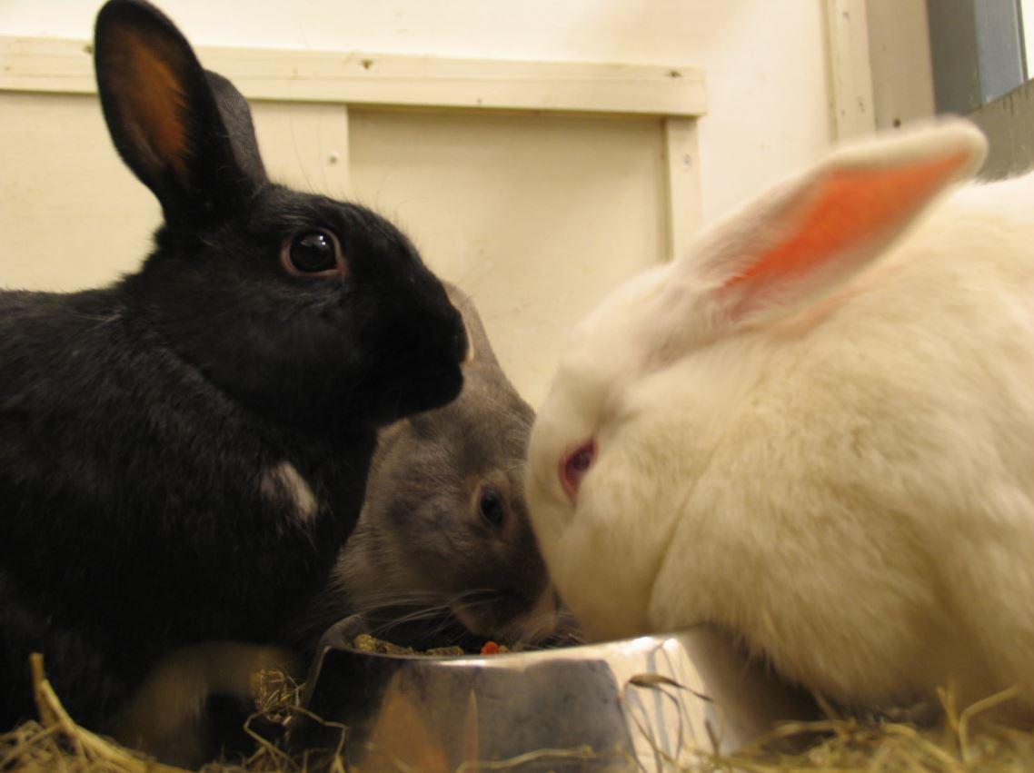 Reykjavik Family Park and Zoo