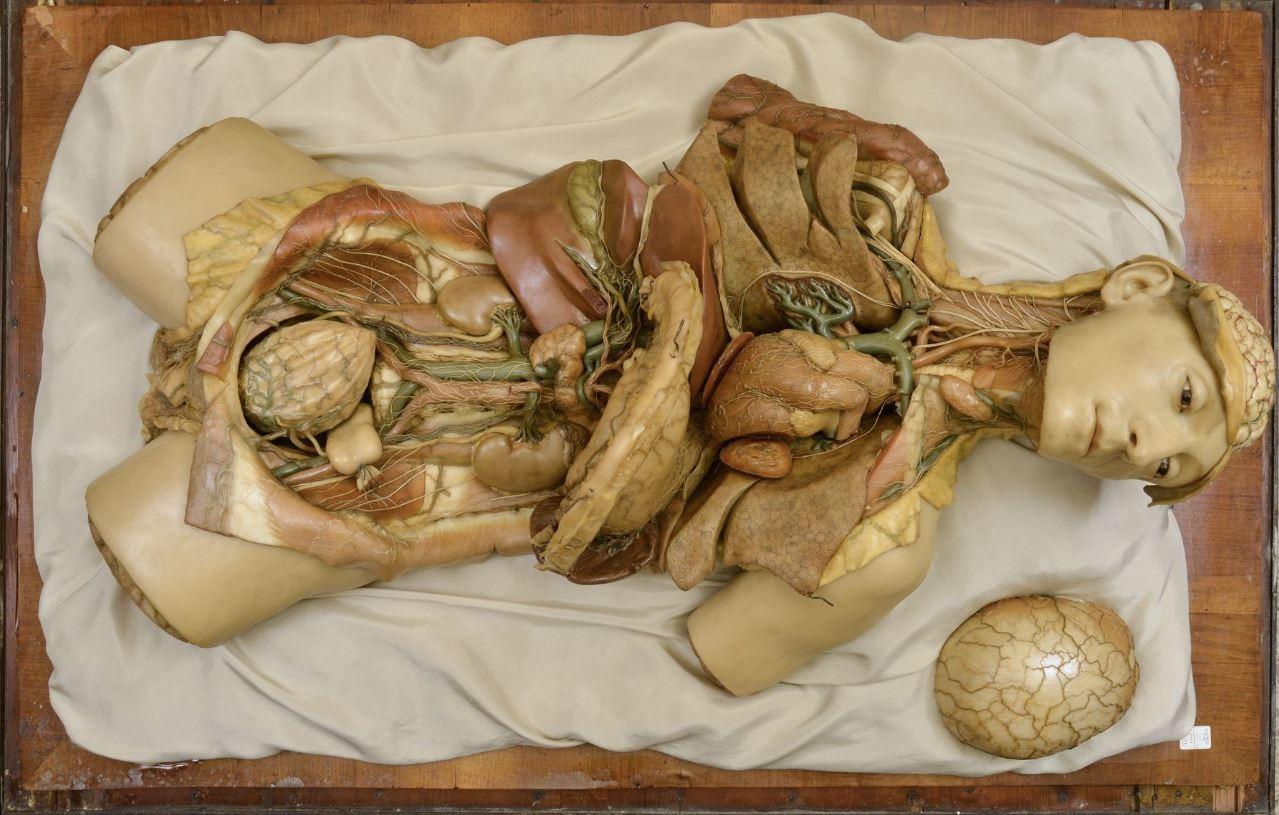 Museo di Anatomia Veterinaria (the Museum of Veterinary Anatomy)