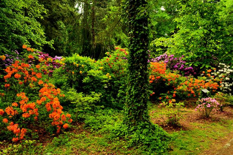 The Arboretum (Institute of Dendrology Polish Academy of Sciences)