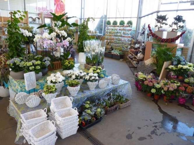 Van Koolwijk Bloemen en Planten