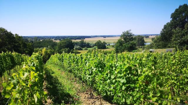 Margaret Vineyard