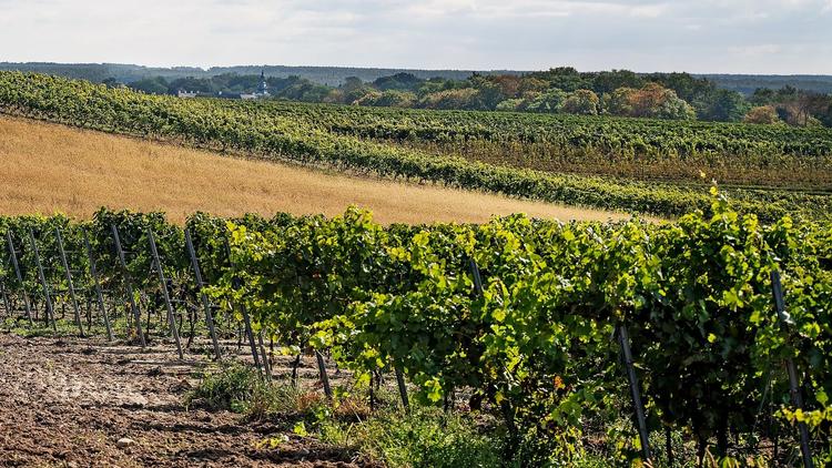 Trojan Vineyard