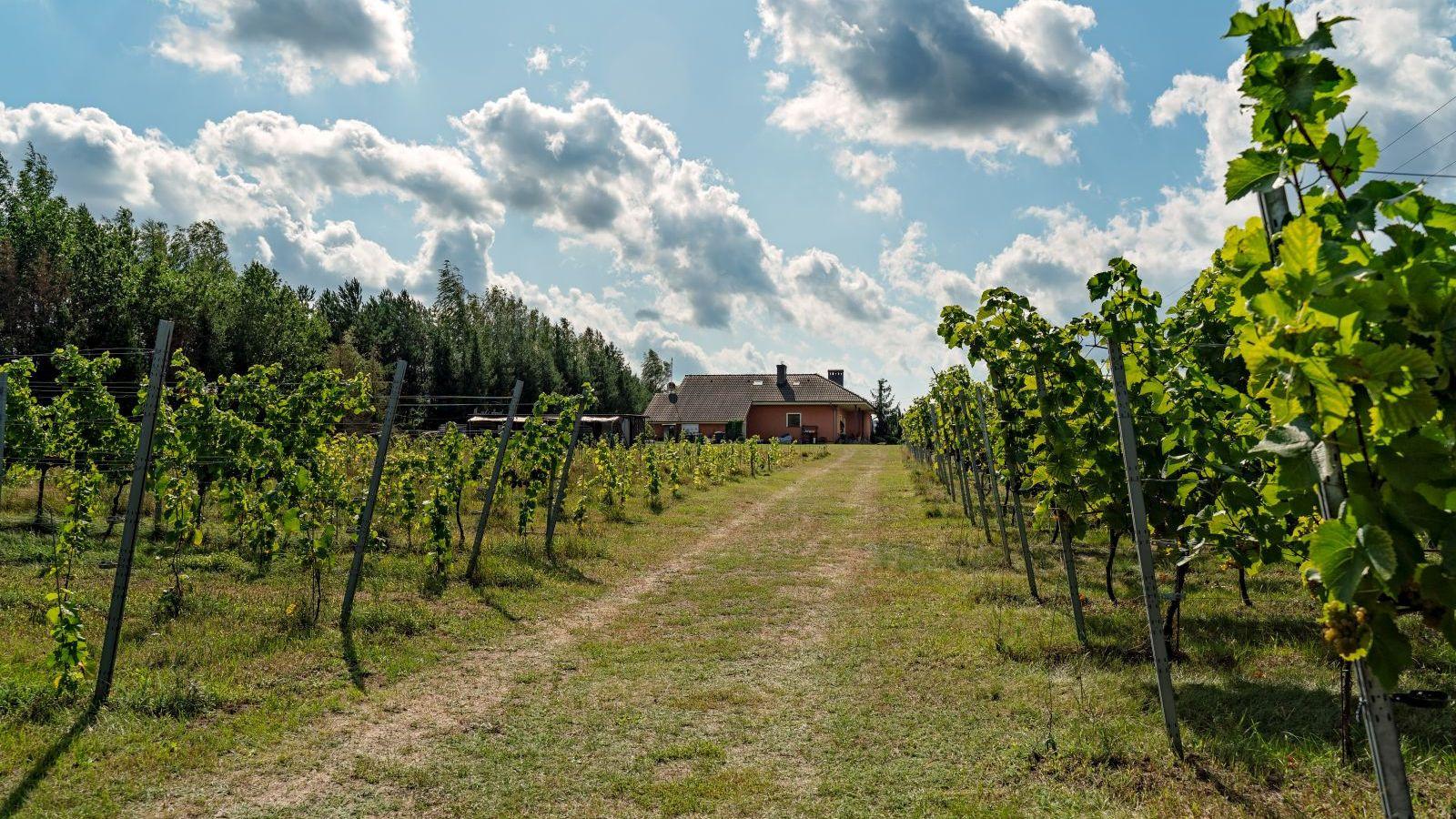 Hiki Vineyard