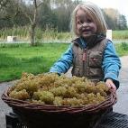 Wijndomein Oude Waalstroom