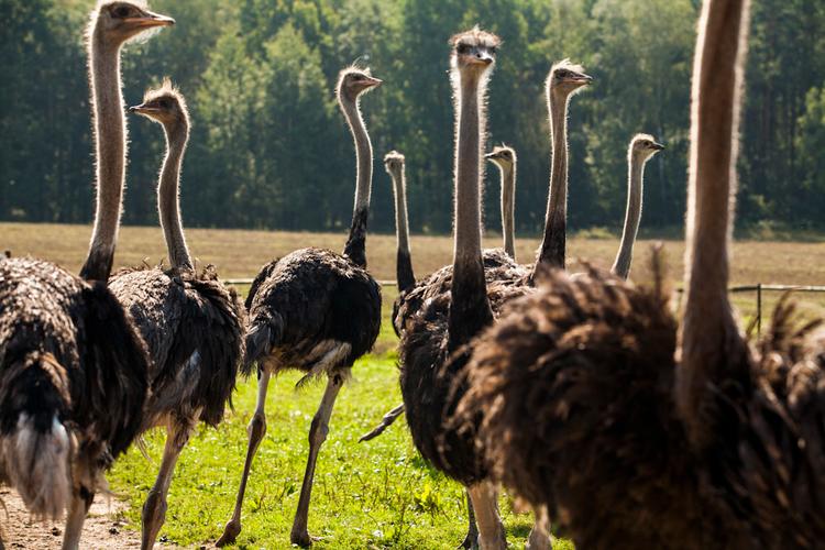 African Ostrich Farm in Garczyn