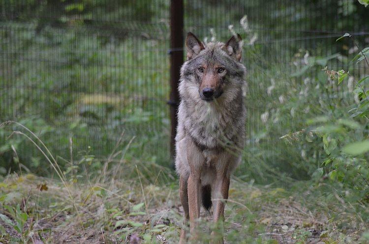 RMK Elistvere Animal Park