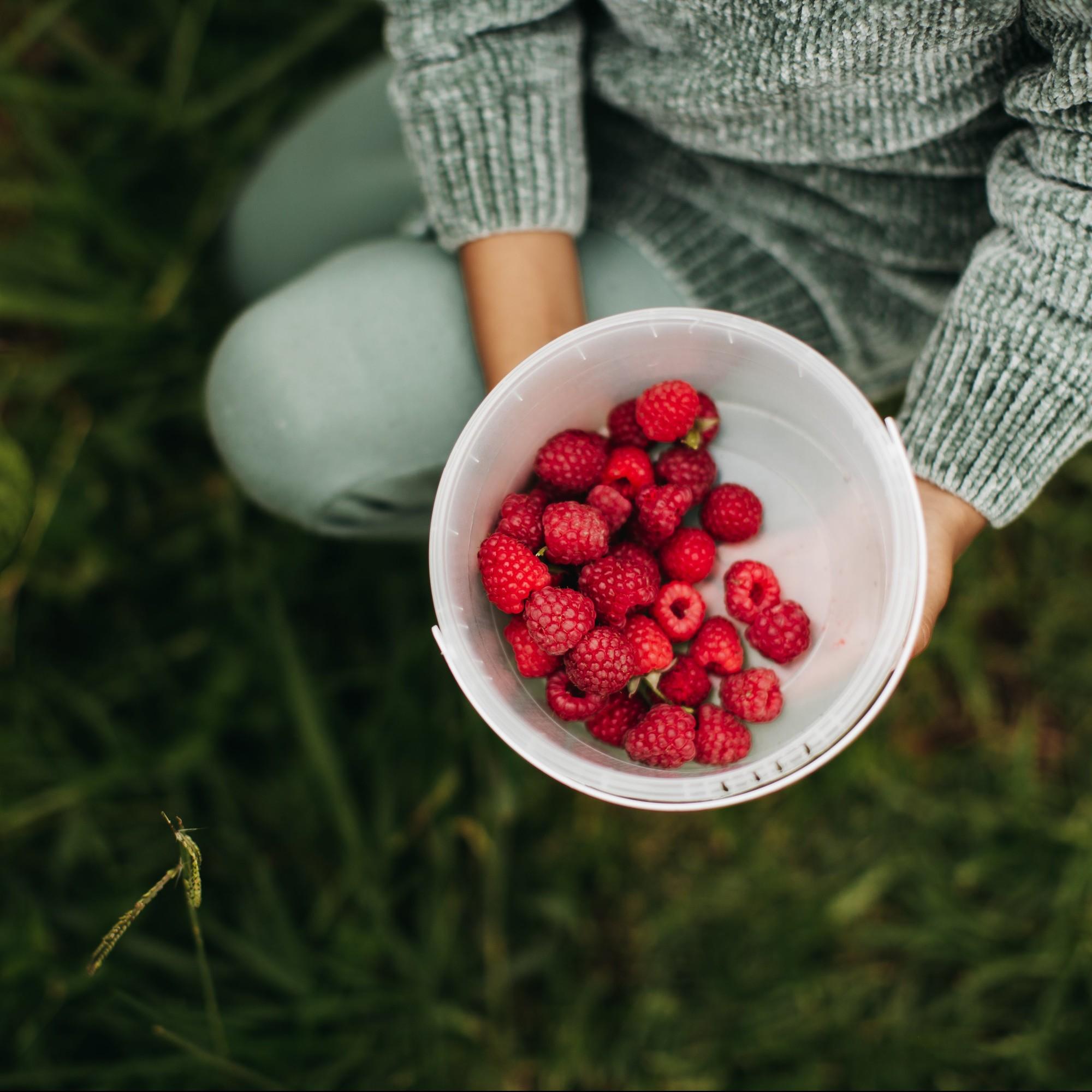 Field Berry Farm