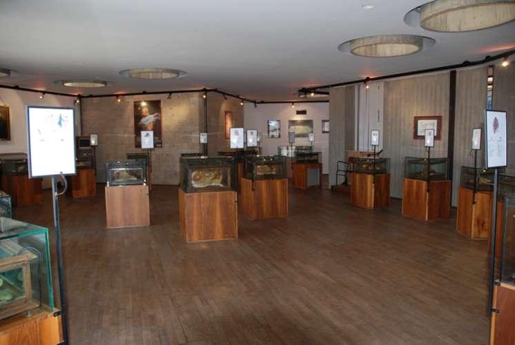 Wax Anatomical Models Museum (Museo delle Cere Anatomiche Clemente Susini)