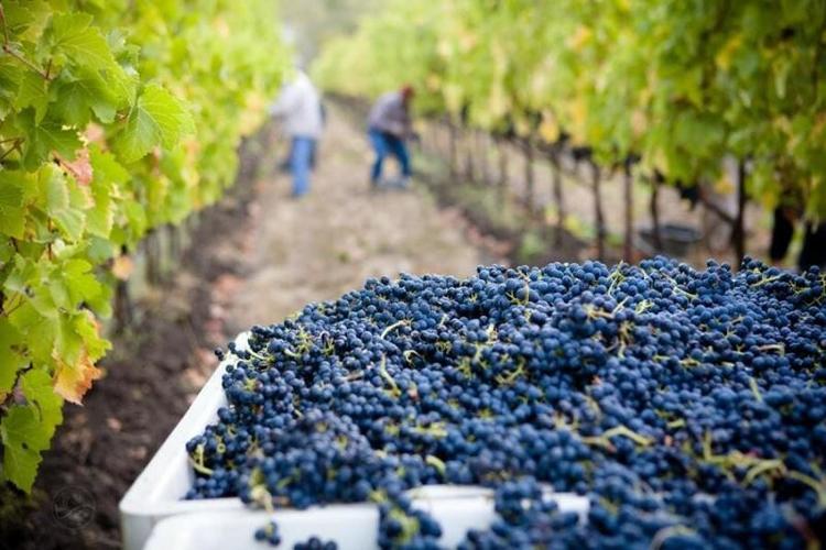 Zadora Winery