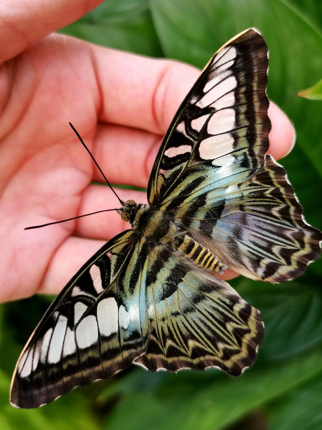 Butterfly House
