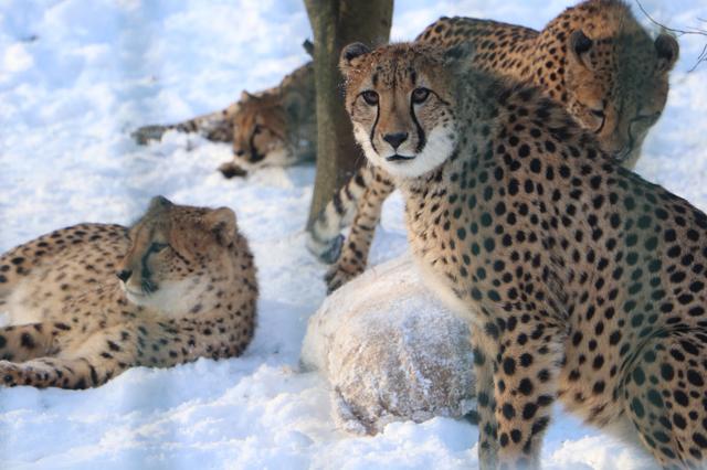 Gdańsk Zoo