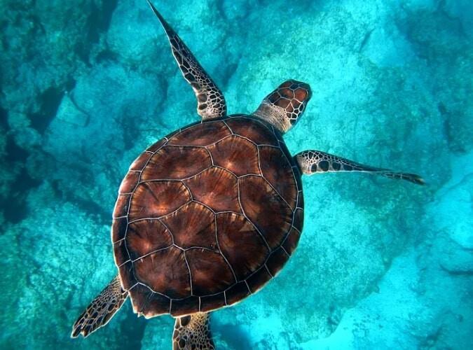 Alagadi Turtle Beach